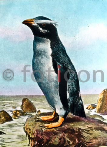 Pinguin | Penguin - Foto foticon-600-simon-meer-363-030.jpg | foticon.de - Bilddatenbank für Motive aus Geschichte und Kultur